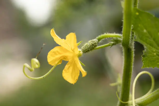 cucumber flower young embryo on a bush in the garden, agriculture
