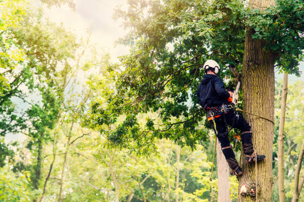 arborista cortando árvore com motosserra a gasolina - arboriculturist - fotografias e filmes do acervo