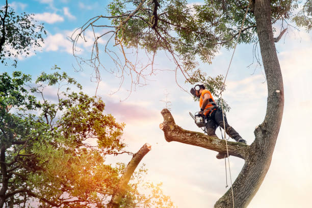 arborist climbing up the tree and cutting branches off with small petrol chainsaw - dissection imagens e fotografias de stock