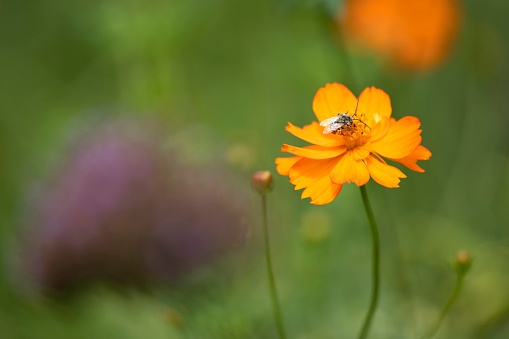 Bee on cosmo