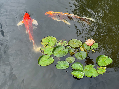 Koi in water lily pond