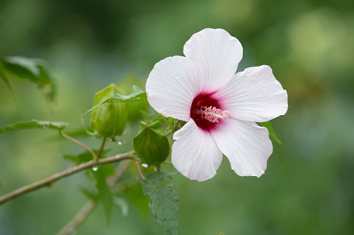 Chinese hibiscus