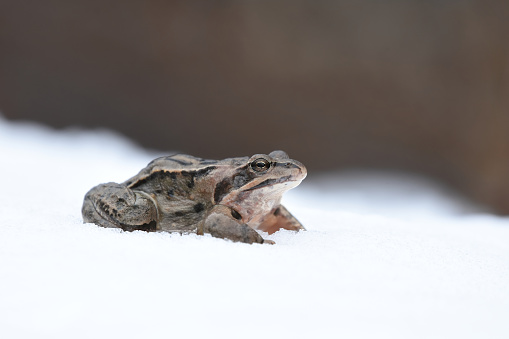 Toad has early woken up and sits on snow
