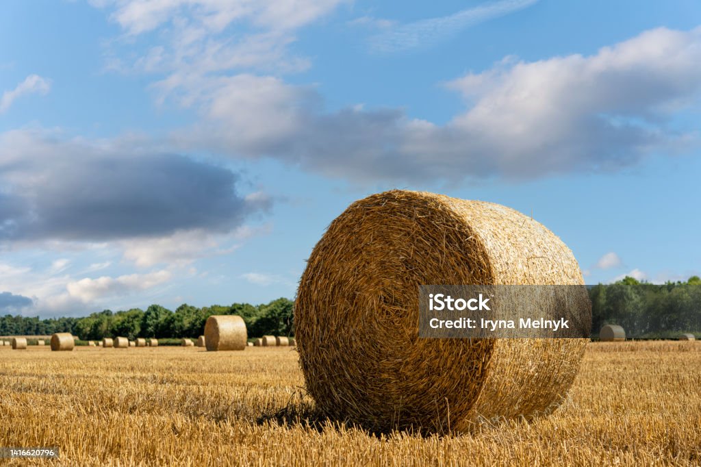 Hay bale and straw in the field. English Rural   landscape.   Wheat yellow golden harvest in summer. Countryside natural landscape. Grain crop, harvesting Bale Stock Photo