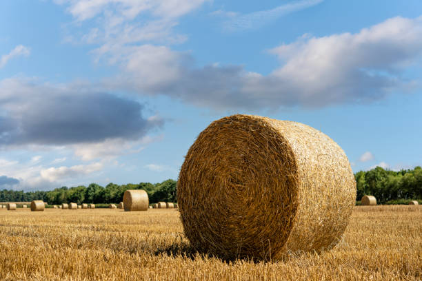 Hay bale and straw in the field. English Rural   landscape.   Wheat yellow golden harvest in summer. Countryside natural landscape. Grain crop, harvesting Hay bale and straw in the field. English Rural   landscape.   Wheat yellow golden harvest in summer. Countryside natural landscape. Grain crop, harvesting country road road corn crop farm stock pictures, royalty-free photos & images