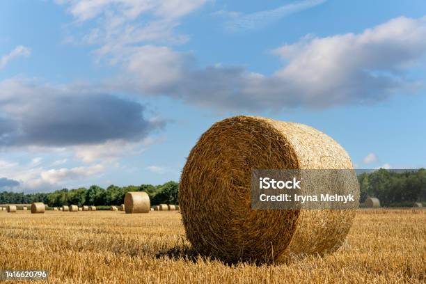 Hay Bale And Straw In The Field English Rural Landscape Wheat Yellow Golden Harvest In Summer Countryside Natural Landscape Grain Crop Harvesting Stock Photo - Download Image Now