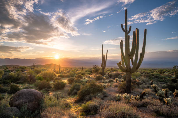 sunrise in the majestic mcdowell mountains - saguaro kaktüsü stok fotoğraflar ve resimler