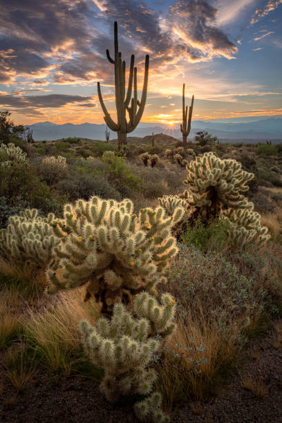 istock Sunrise in the majestic McDowell Mountains 1416621806