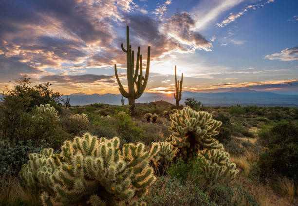 istock Sunrise in the majestic McDowell Mountains 1416621816