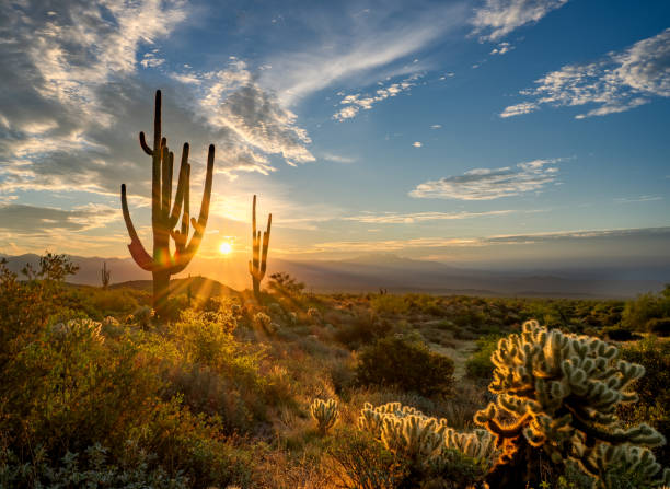 Sunrise in the majestic McDowell Mountains Sunrise in sonoran desert with saguaro cacti and desert landscape sonoran desert stock pictures, royalty-free photos & images