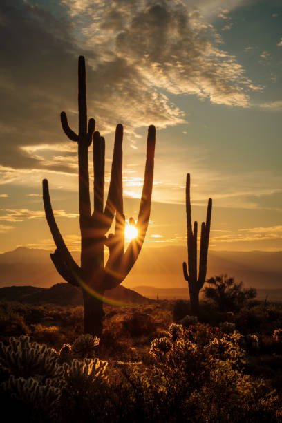 istock Sunrise in the majestic McDowell Mountains 1416621860