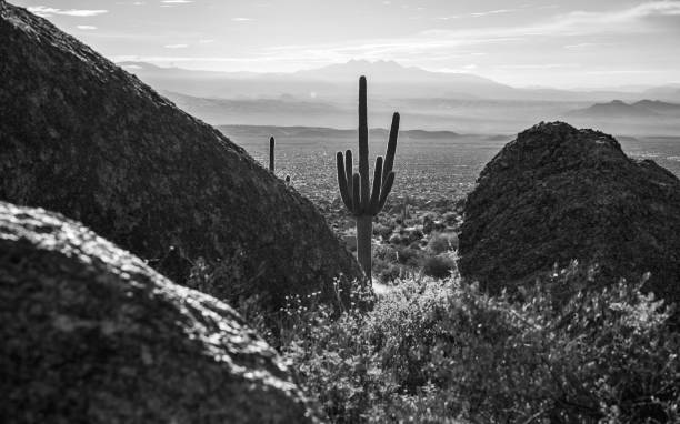 istock Sonoran desert landscape in black and white 1416622463