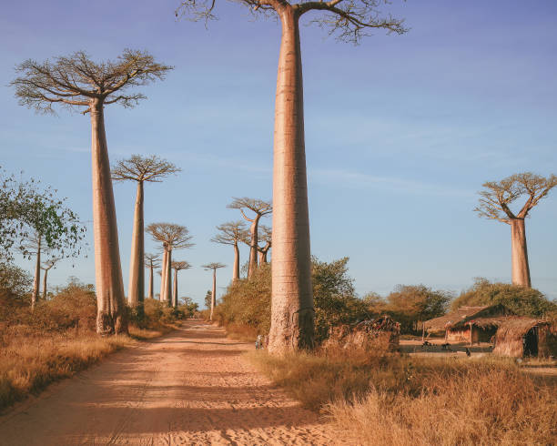 istock Baobab trees near Morondava, Madagascar, Africa 1416622816