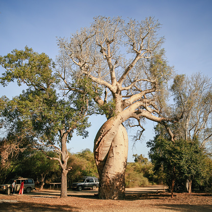 Loving baobab trees near Morondava, Madagascar, Africa