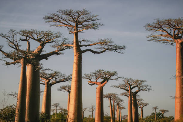 istock Baobab trees near Morondava, Madagascar, Africa 1416622828