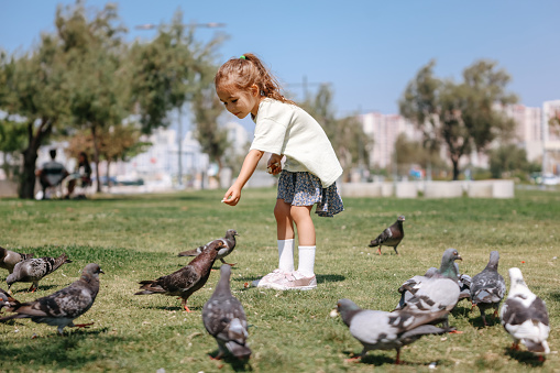 A girl scares the pigeons in the city park. A flock of birds is eating sitting in a gray square. A child runs and scares the birds.