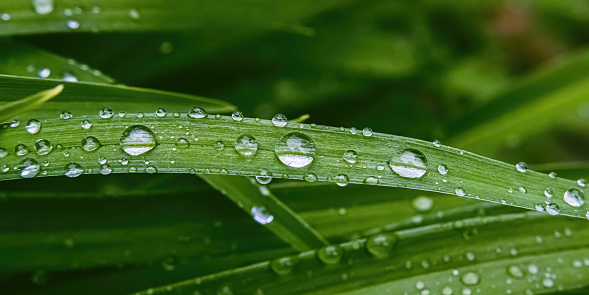 Rain water sits on the tall grass during summer with dark background