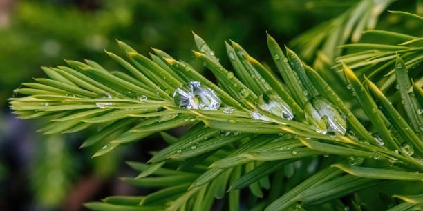 istock After the rain water sits on the pines 1416627386