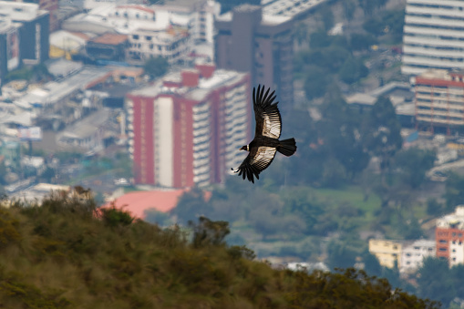 Andean Condor - Vultur gryphus South American bird of prey family Cathartidae flying above Quito in Ecuador, found in the Andes mountains and adjacent Pacific coasts, the largest flying bird.