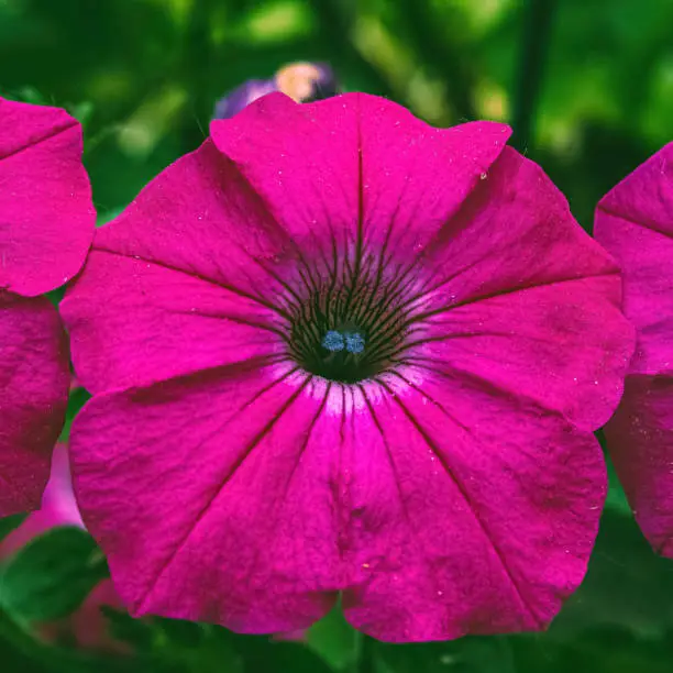 A group of pink petunia flowers in the garden.  Petunia violacea