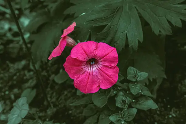 A group of pink petunia flowers in the garden.  Petunia violacea