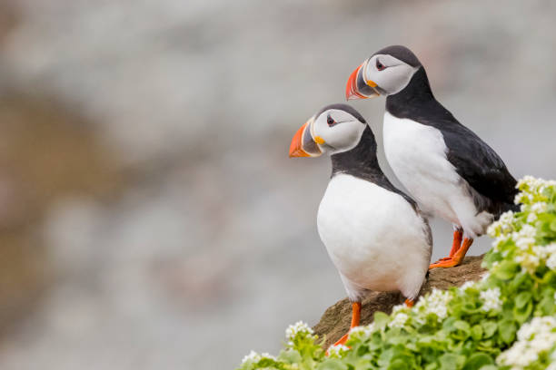 istock Atlantic puffins (Fratercula arctica) at Grimsey Island. 1416636304