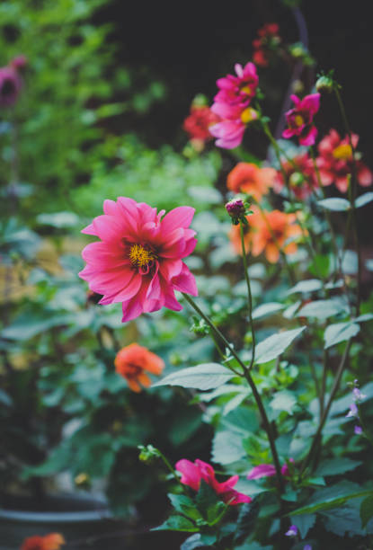 Vibrant pink Paeony Dahlia flowers and orange Dahlia flowers in an English garden