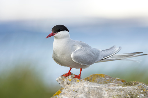 Vigur Island is a popular destination for bird watchers.