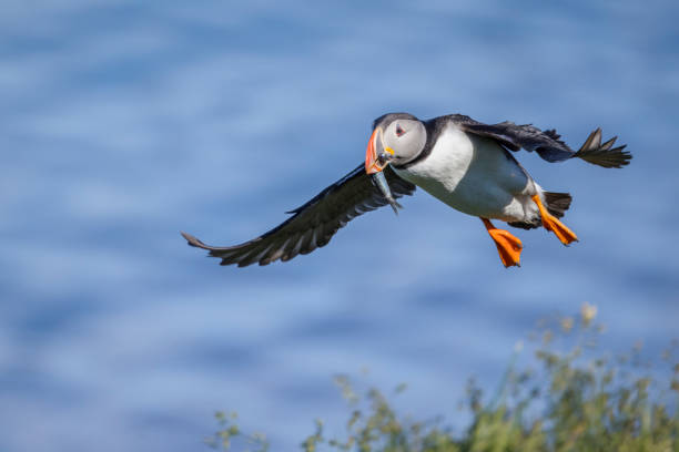 istock Atlantic puffin (Fratercula arctica) flying at Vigur Island. 1416640066