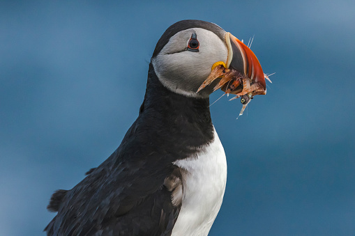 Grimsey Island is on the arctic circle and a popular destination for bird watchers.