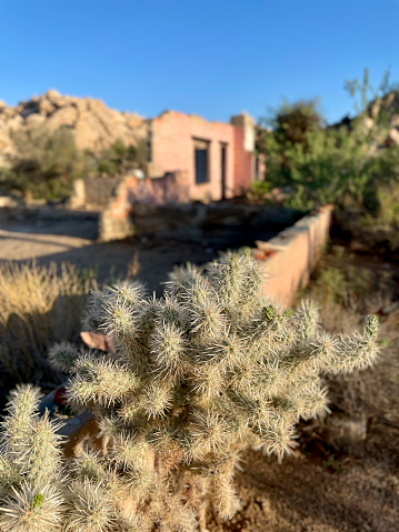 Joshua Tree National Park has seen a massive increase in visitor numbers in the past few years.