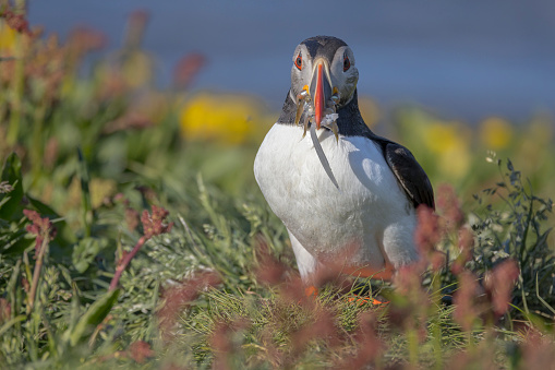 Vigur Island is a popular destination for bird watchers.