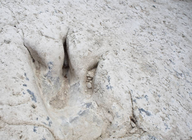 primo piano di anchilosauri, impronte di dinosauri in texas - dinosaur footprint track fossil foto e immagini stock