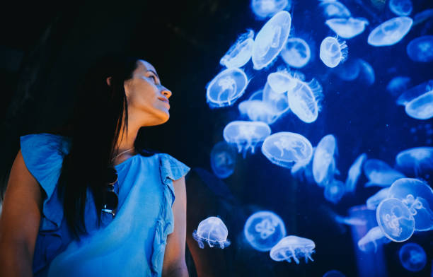 mujer mirando medusas - jellyfish sea green underwater fotografías e imágenes de stock