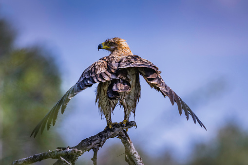 Tawney eagle perched on a large branch with wings spread trying to dry feathers after bathing in a nearby river