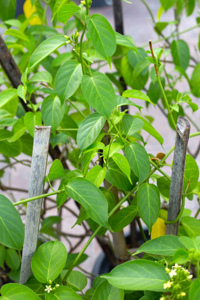 istock Gurmar medicinal plant, Fresh leaves of herb 1416653686