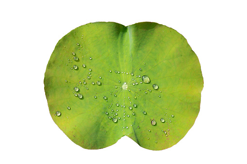Green lotus leaves with raindrops