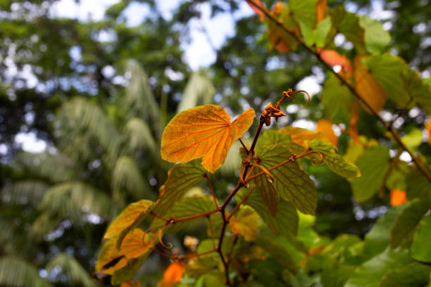 istock Bauhinia aureifolia or gold leaf bauhinia 1416654103