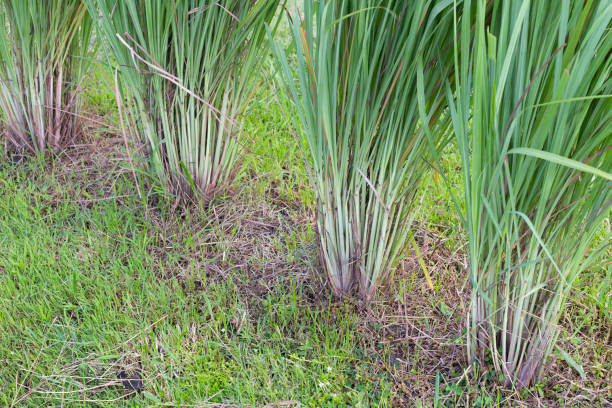 istock Lemongrass clump in the garden 1416654251