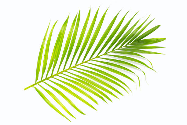 istock Crispy banana sticks. Fruit snack 1416688631