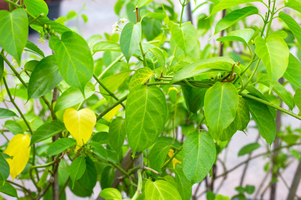 istock Gurmar medicinal plant, Fresh leaves of herb 1416690749