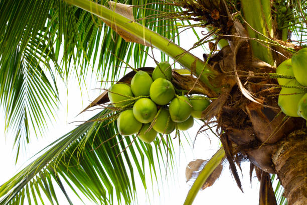 istock Coconut tree with bunches of coconut fruits 1416691261