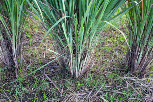 istock Lemongrass clump in the garden 1416691333