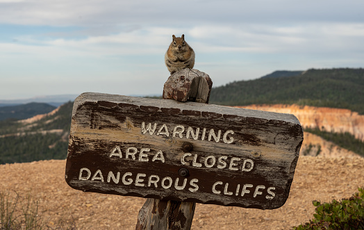 Fat Squirrel Sits On Warning Sign In Bryce Canyon National Park along the rim