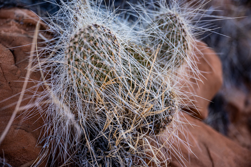 Long Spined Prickly Pear Cactus in Canyonlands National Park