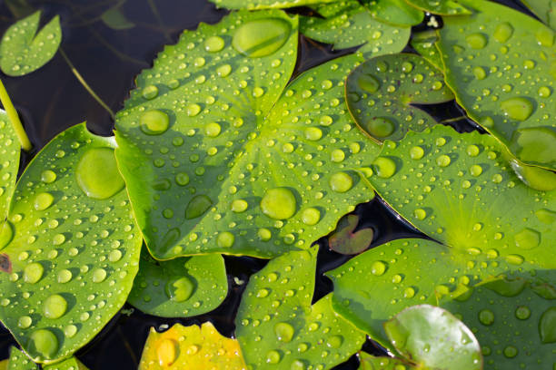 istock Lotus leaves with raindrops. Water lily pond 1416692836