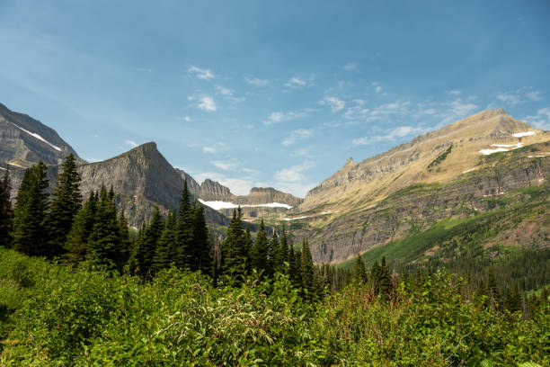 Thick Bushes And Pine Forest Below Grinnell Glacier