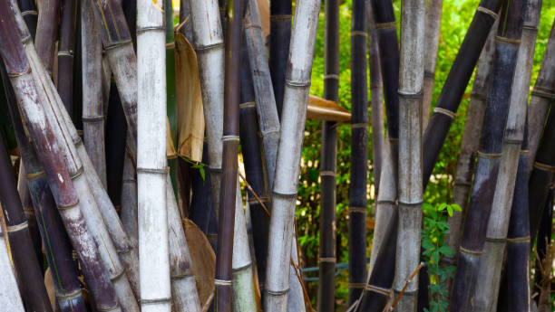 istock Black bamboo in the garden 1416693578