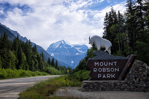 mountain goat in its natural habitat in Glacier National Park in Montana during summer.
