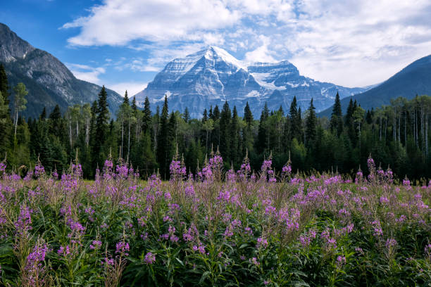 istock Mount Robson Provincial Park, BC, Canada 1416693656